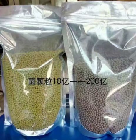 點(diǎn)擊查看詳細(xì)信息<br>標(biāo)題：枯草芽孢桿菌菌劑顆粒 閱讀次數(shù)：4030