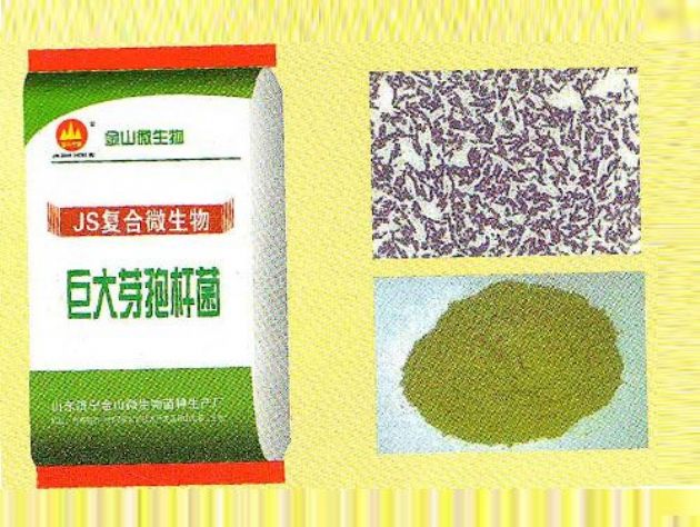 點(diǎn)擊查看詳細(xì)信息<br>標(biāo)題：巨大芽孢桿菌 閱讀次數(shù)：2666